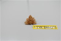 藏品(帶刺併額蟹)的圖片